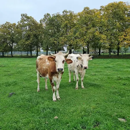 Alte Waldkate - Windschief Und Mitten In Der *