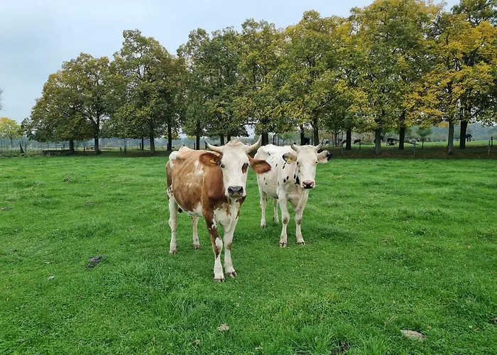 Alte Waldkate - Windschief Und Mitten In Der *